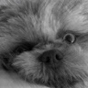 Meet your Posher, Gizmo